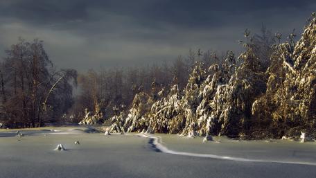 Winter Forest Twilight Scene wallpaper