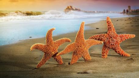 Three Starfish Dancing on the Sandy Shores wallpaper