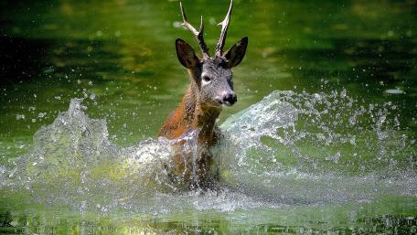 Roe Deer in Refreshing Splashing Waters wallpaper