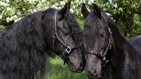 Majestic Pair of Friesian Horses in Nature wallpaper