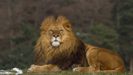 Majestic Lion in Natural Habitat wallpaper