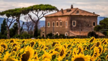 Sunflowers in Bloom by Rustic Farmhouse wallpaper