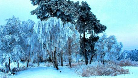 Enchanted Winter Forest Scene wallpaper
