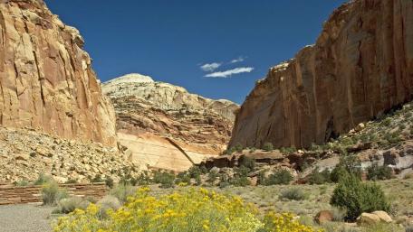 Canyon Serenity in Bloom wallpaper