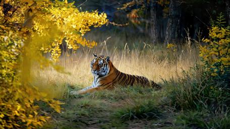 Golden Glow of AI Tiger Majesty wallpaper