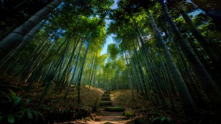 Mystical Path Through Enchanting Bamboo Forest wallpaper