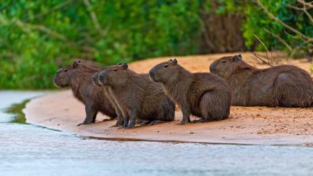 Capybara Family by the Riverbank wallpaper