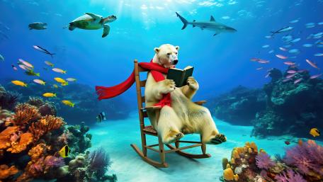 Polar Bear Underwater In A Rocking Chair wallpaper