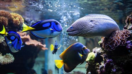Vibrant Underwater Harmony of Marine Life wallpaper
