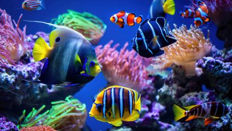Vibrant Dive into a Coral Wonderland wallpaper
