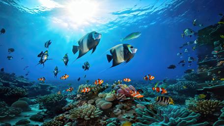 Black And White Angel Fish wallpaper