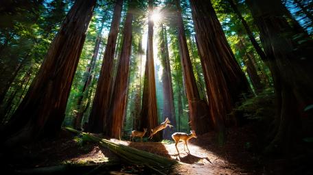 Deer in Redwoods wallpaper