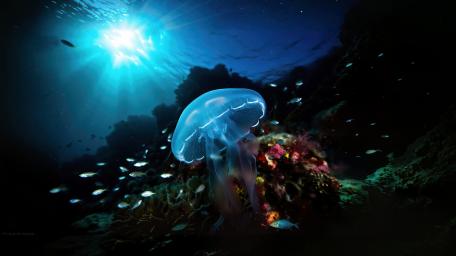 Mystical Jellyfish Dreamscape in 4K wallpaper