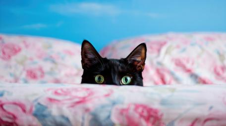 Animals wallpaper wallpaper