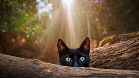 Enchanted Forest Black Cat Illusion wallpaper