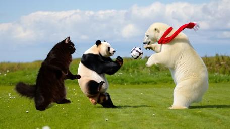 Cat And Bear Soccer wallpaper