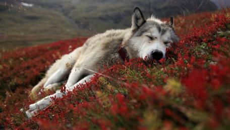 Sleeping Wolf Amidst Scarlet Meadows wallpaper