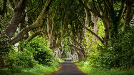 Enchanting Pathway of Twisted Trees wallpaper