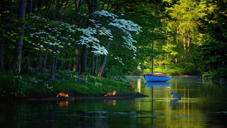 Foxes On The Creek wallpaper