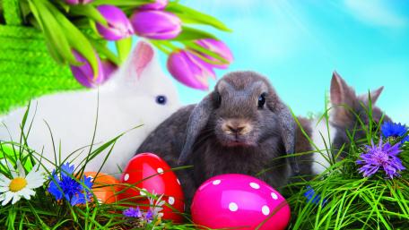 Easter Bunny and Eggs Festive Scene wallpaper