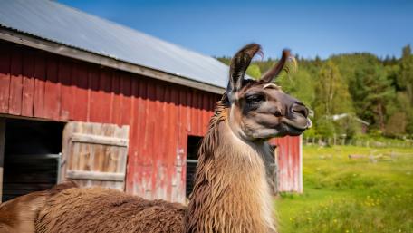 Llama in a Rustic Countryside Setting wallpaper