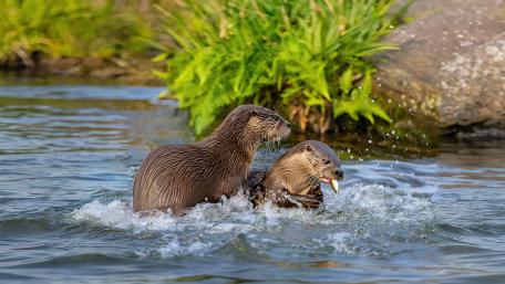 Otters Playful Moments in Nature's Waters wallpaper