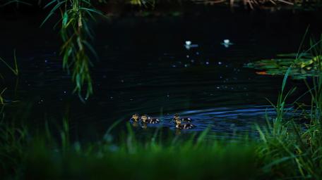 Nighttime Adventure of Ducklings Amidst Tranquil Waters wallpaper