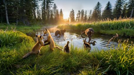 Baby Foxes Playing wallpaper