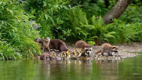 Baby Animals by the Riverside in AI Art wallpaper