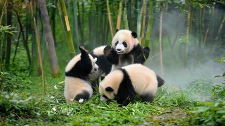 Pandas Playing wallpaper