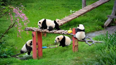 Pandas At Play wallpaper
