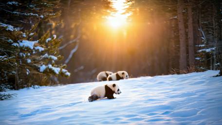 Pandas Frolic in a Winter Wonderland wallpaper