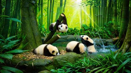 Pandas Frolicking in Bamboo Grove wallpaper