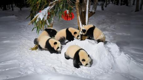 Pandas Playing In Snow wallpaper