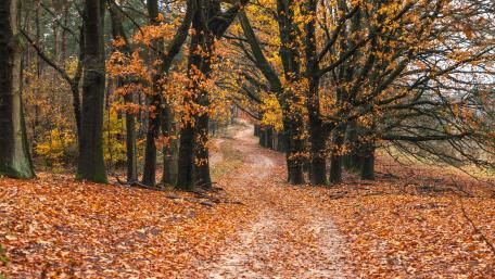 Autumn Pathway Through a Tranquil Forest wallpaper