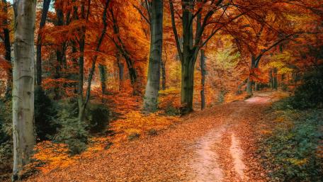 Autumn Forest Pathway in Full Bloom wallpaper