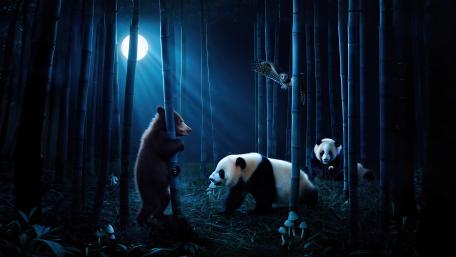 Bears At Night wallpaper