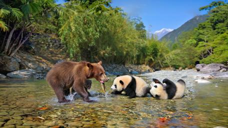 Bears At Play wallpaper