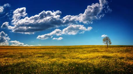Serene Solitude in a Sunny Meadow wallpaper