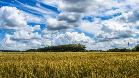 Golden Fields Under a Bright Sky wallpaper