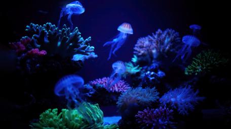Brilliant Blue And Purple Underwater wallpaper
