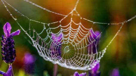 Wet Web wallpaper