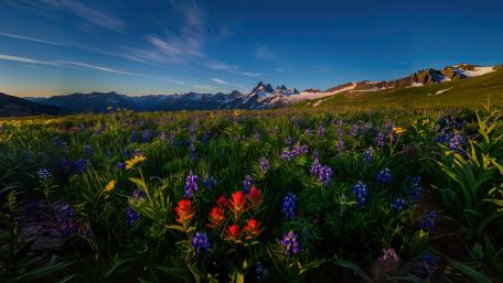 Beautiful Field wallpaper