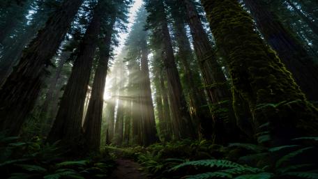 Light Through The Forest wallpaper