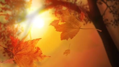 Autumn Leaves Dancing in Sunlit Glow wallpaper