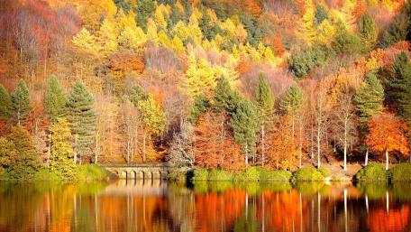 Autumn Splendor by the Lakeside Forest wallpaper