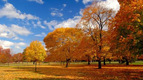 Golden Autumn Trees Under a Bright Blue Sky wallpaper