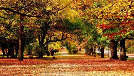 Autumn's Golden Pathway in a Serene Park Setting wallpaper