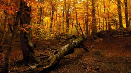 Autumn Serenity in an Enchanted Forest wallpaper