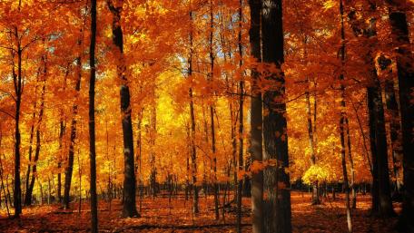 Autumn Sunlight Through Forest Trees wallpaper